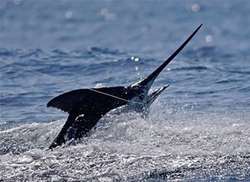 Torneo en Dominicana.jpg